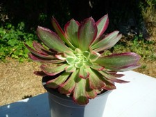 Aeonium LOTUS FLOWER :grande