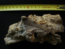 Empreinte de feuille