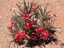 5 GRAINES D'ADENIUM OLEIFOLIUM