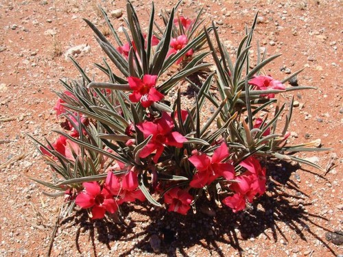 Graines adenium oleifolium - graines, d'adenium