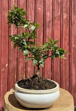 Bonsaï agrume citrus - bonsaÏ,
