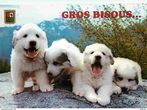 Carte postale animaux - postale,