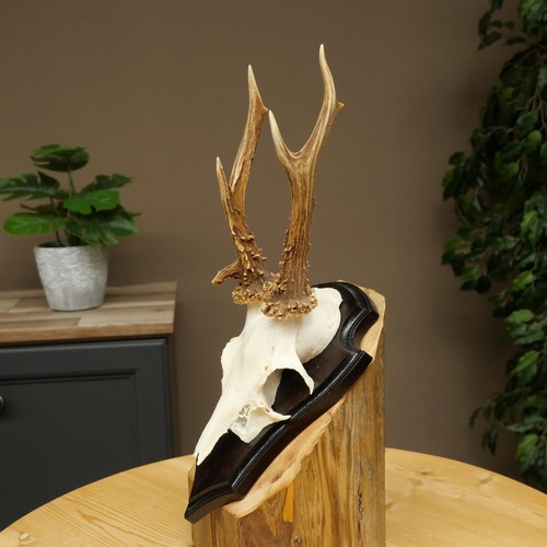 Rehbock chevreuil bock bois - bois, de