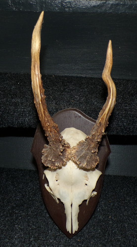 Superbe trophee chasse - ,