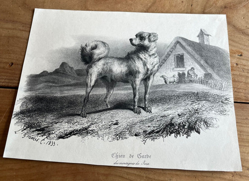 Gravure ancienne chien - gravure, n8