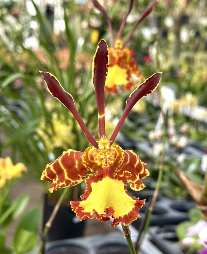 Psychopsis orchid - psychopsis, ~