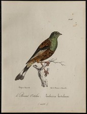 1830 - Bruant ortolan - Rare