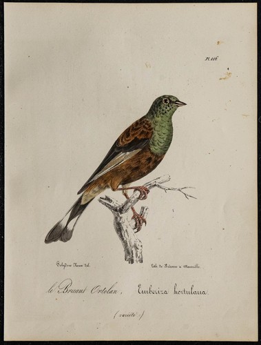 1830 bruant ortolan rare - 1830,