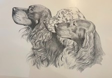 Gordon Irish English  Setter
