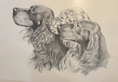 Gordon irish english - irish, setter