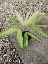 Rhapis japonica  "Aya Nishiki"