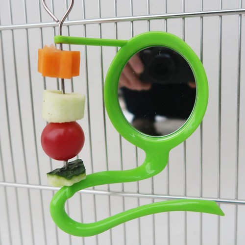 Perroquet perche oiseau - perroquet, miroir