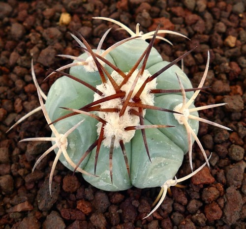 Echinocactus horizonthalonius