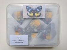 Delias henningia (Pieridae)