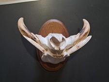 Trophée "museau" de phacochère #5