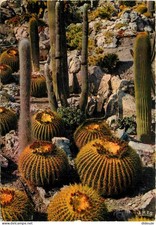 Carte Postale - Fleurs -