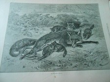 Gravure 1888 - Le Renard pris dans un piège et ses petits