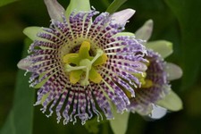 PASSIFLORA LIGULARIS, 10 GRAINES SÉLECTIONNÉES + CADEAU GRATUIT