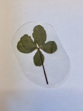 trèfle à 5 feuilles