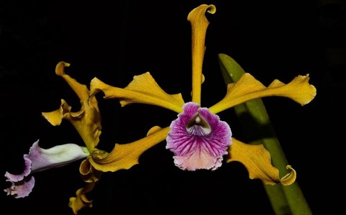 Laelia grandis vinicolor