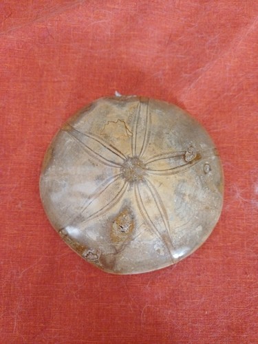 Fossile oursin poli - oursin,