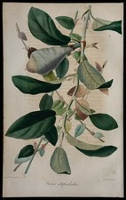 1843 - Figuier Ficus - Gravure ancienne - Botanique - Fleurs en couleurs