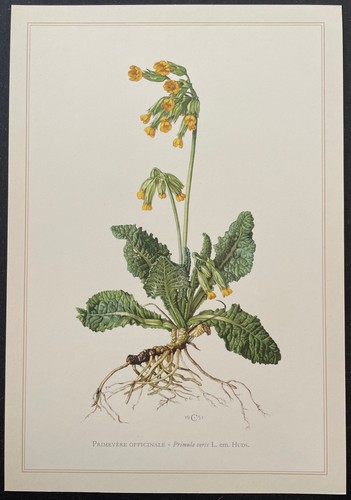 Botanique primevère - botanique,