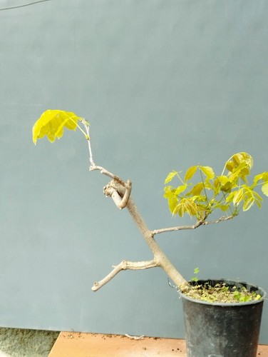 Bonsaï glycine cm - glycine, 40