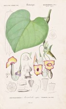 Aristolochia Sipho Blume Gravure Botanique Stahlstich Orbigny 1849