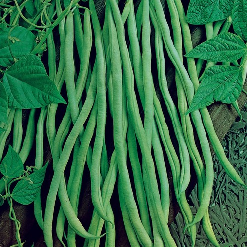 Lot graines de - lot, 40