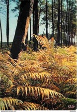 40 - Landes - Foret Landaise -