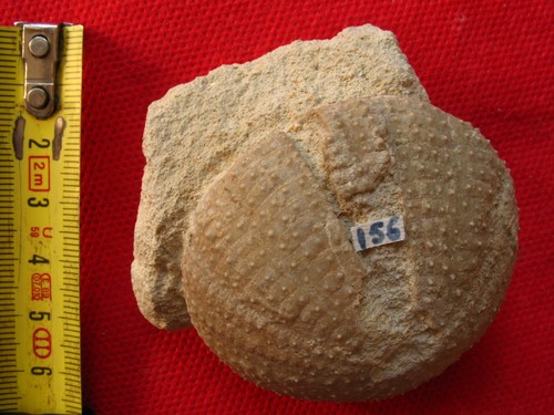Oursin fossile pliocène - du,