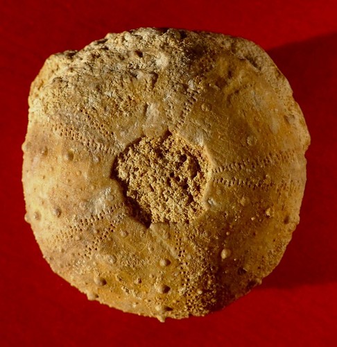 Oursin fossile jurassique - oursin,