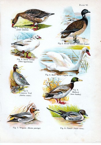 Imprimé oiseau 1908 - imprimé,