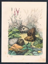1863 - Œufs De Kiebitz Œuf Lapwing Oiseaux Gravure En Acier