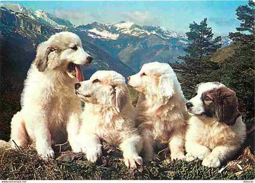 Carte postale animaux - carte,