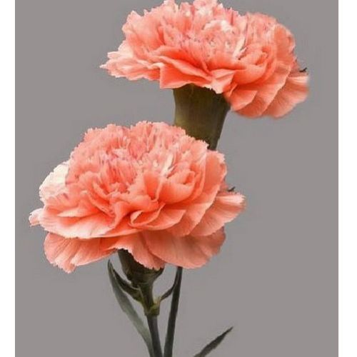 Graines oeillet chabaud - 15,