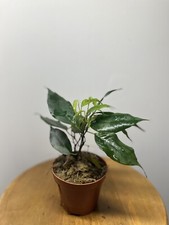Ficus Binjamina  - Terrarium Plant Plante Rare