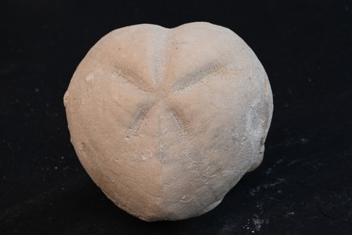 Oursin fossile micraster - fossile,