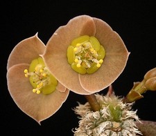 Euphorbia ambovombensis
