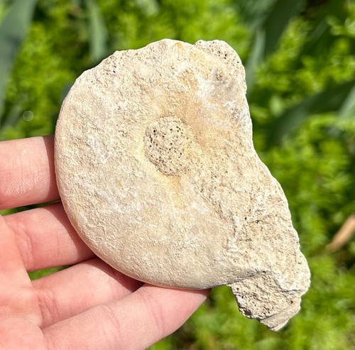 France fossil ammonite - fossil, in
