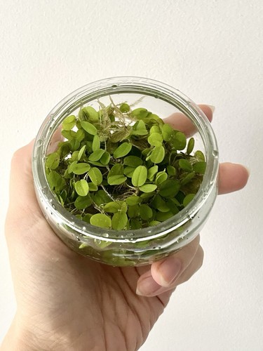 Salvinia plante flottante - plante,