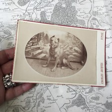 Photo Chien XIXè Molosse Albumen 1880 Napoléon III Photographie Cabinet