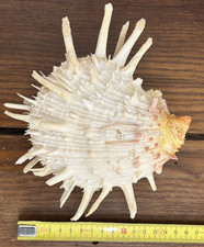 Lot 2 coquillages Lambis 16 cm