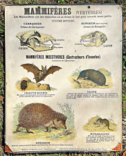 ANCIENNE AFFICHE SCOLAIRE CARTONNÉE "Mammifères vertébrés" Deyrolle vers 1900