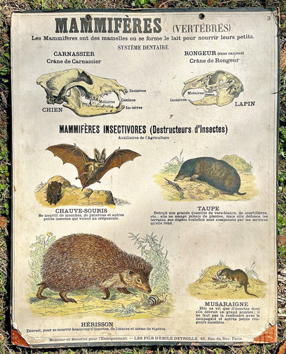 Ancienne affiche scolaire - ancienne,
