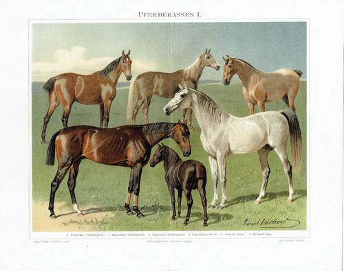 Chevaux shetland poney - chevaux,