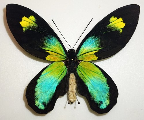 Amazing blue yellow - amazing, blue/yellow