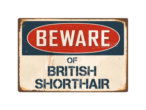 Beware british shorthair - of, 8"
