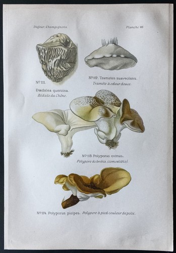 1891 planche couleur - 1891,